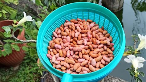 Proses memasak sayur kacang merah ini cukup sederhana dan praktis. TIPS Cara Merebus Kacang Merah Cepat Tanpa di Rendam dan ...