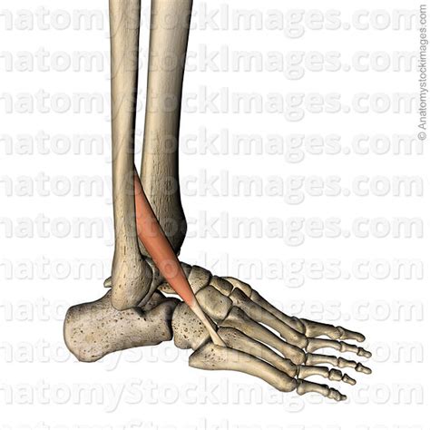Here's what you need to know about shin splints the tibia (shinbone) is the large bone of the lower leg, and the fibula is the thin bone along the outer. Anatomy Stock Images | lowerleg-musculus-peroneus-tertius-fibularis-muscle-tendon-metatarsi-v ...