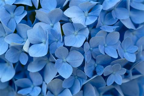 Maybe you would like to learn more about one of these? Blue Flowers Background Free Stock Photo - NegativeSpace