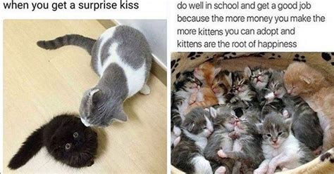 Best happy saturday images and wallpapers. Pampurr Yourselves With Twenty-Five Caturday Cat Memes in ...
