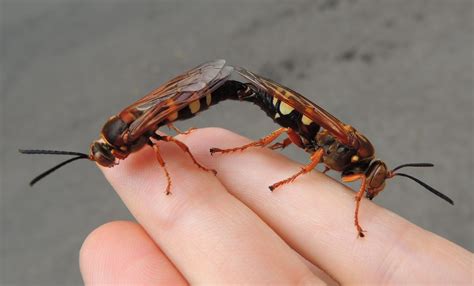 They're also known as digger wasps, says philip koehler, ph.d., a professor and researcher in the department of. Cicada Killers | We just started hearing the first cicadas ...