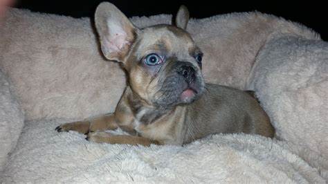 Puppyfinder.com is your source for finding an ideal french bulldog puppy for sale near los angeles, california, usa area. Product details Are you looking for Blue tan and blue ...