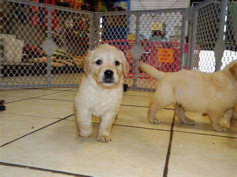 These are some of waylon's pups from a previous litter with a red/white female. Golden Retriever Puppies For Sale Charlotte Nc | PETSIDI