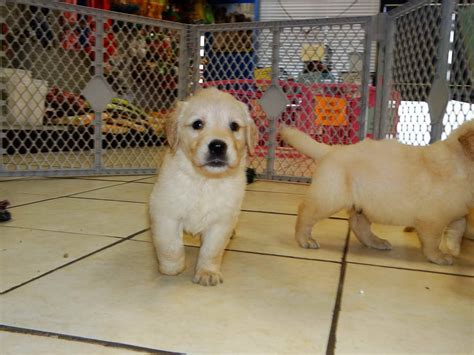 We are dedicated to rescuing dogs left. Golden Retriever Puppies For Sale Charlotte Nc | PETSIDI