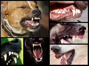 That's far fewer than dogs (42 and 28) the first teeth to erupt are the tiny front teeth or incisors and the long, pointy canines squamous cell carcinomas (scc) are the most common malignant oral tumor in cats, although many other forms of cancer occur. Texas Wolfdog Project | Teeth