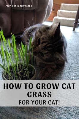 Cats can be addicted to tuna, whether it's packed for cats or for humans. Growing Cat Grass in 2020 | Cat grass, Cats, Growing wheat ...