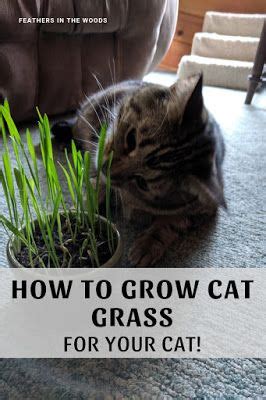 How much you soak depends on the area you are planting. Growing Cat Grass in 2020 | Cat grass, Cats, Growing wheat ...