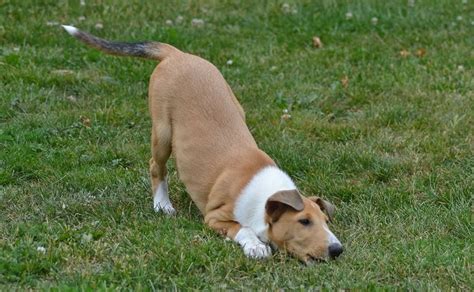 They are kind, affectionate, and serene. Adorable Smooth Collie puppy!!! | Collie puppies