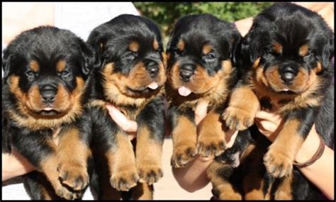 Healthy rottie puppies for sale. $400, Purebred German Rottweiler Puppies For Sale ...