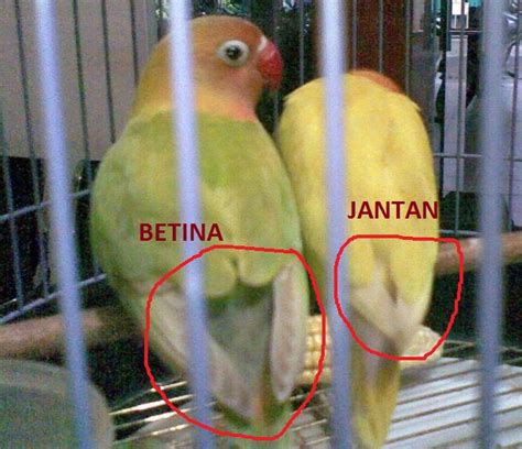Pada beberapa kondisi, burung pleci jantan dan betina memiliki paruh yang sama. Perbedaan Lovebird Jantan dan Betina
