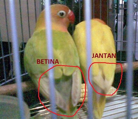 Mbah manuk 03 april 2019. perbedaan lovebird jantan dan betina - IlmuBudidaya.com