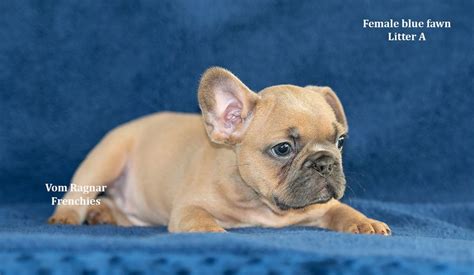 Here are some from nearby areas. Home - Vom Ragnar Frenchies - French Bulldog Puppies ...