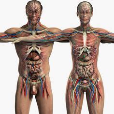 This includes the cranium, the abdominal wall, heart these torso models have applications for teachers, students and doctors, so we are sure that you will find an anatomical model to suit your needs. 1000+ images about Female Anatomy on Pinterest | Abdominal ...