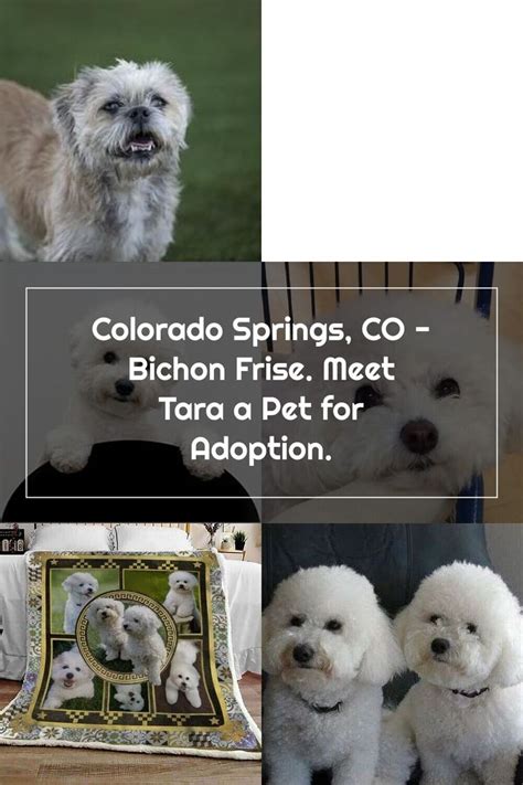 This footage is from the 1st 8 weeks of life. Samoyed Puppies For Sale Colorado Springs