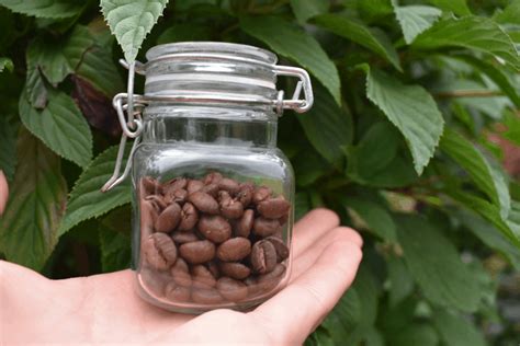 Just scoop enough coffee grounds into the filter, load your home coffee maker, and you're off to the caffeine races. Whole Bean Coffee vs Ground Coffee: Which Should You Buy