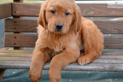 Tour ivy tech's evansville campus to learn about our variety of general education courses and programs like accounting, nursing, and information technology. Golden Retriever puppy for sale near Fort Wayne, Indiana. | 65195e0d-02d1