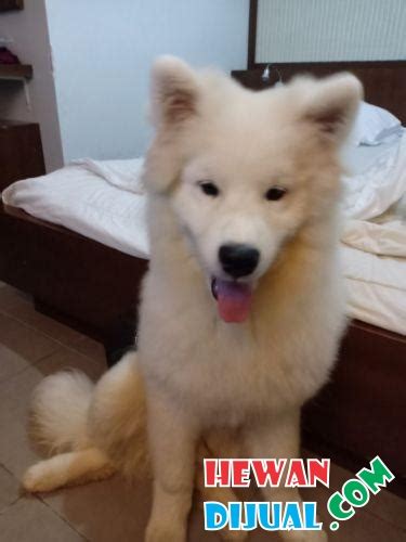 Tahu gak sih, beberapa penyakit ternyata dapat berakibat. Dijual Anjing Samoyed Male Vaksin Lengkap,stambum On ...