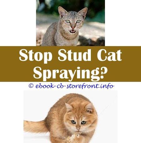 When cats spray urine, they're generally acting out due to fear, stress, or disruptions in their lives. 13+ Fascinating Feliway Stop Cat Spraying