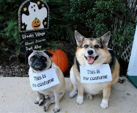 The only cute corgi halloween costume post (90 pics. The Only Cute Corgi Halloween Costume Post (90 pics ...