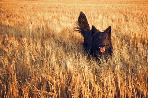 Bovendien is de heer nallin in duitsland benoemd tot rasspecialist voor de hollandse herder. Hollandse Herder - Hondenrassen Wijzer ️