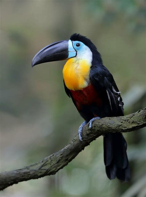 Il est aussi possible de le voir dans des îlots de forêts implantés dans la savane. Channel-billed toucan (Ramphastos vitellinus) 凹嘴鵎鵼 tuo3 ko ...