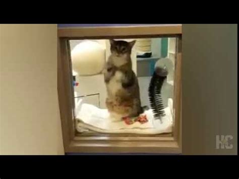 New animals arrive every day at the shelter, so remember to check the website often. Houston shelter cat 'Quilty' goes viral after repeatedly ...