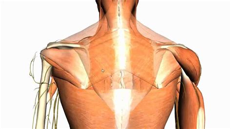 Read on to unearth mysteries and discover intriguing aspects of. Extrinsic muscles of the back - Anatomy Tutorial (With images) | Anatomy tutorial, Anatomy ...