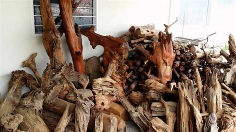 Gaharu adalah kayu berwarna kehitaman dan mengandung resin. Kayu Raja (King of Wood) & Gaharu (Agarwood) For SALE ...
