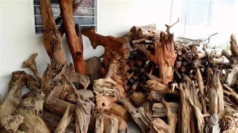 A wide variety there are 3 suppliers who sells kayu gaharu on alibaba.com, mainly located in asia. Kayu Raja (King of Wood) & Gaharu (Agarwood) For SALE ...