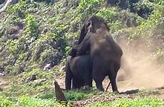 sex having elephants wild thailand