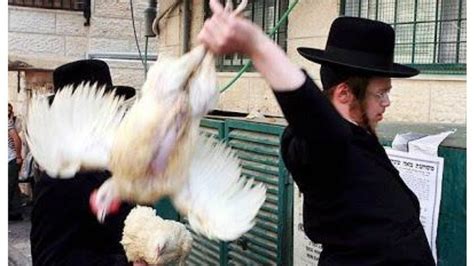 How can killing allah's creation for no reason be a good deed? Petition · Debra James: Stop Koporos - Brooklyn chicken ...