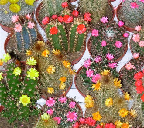 Vasta scelta di piante da interno a portata di click le proposte del nostro negozio. Piante grasse con fiori - Piante Grasse - Piante grasse ...