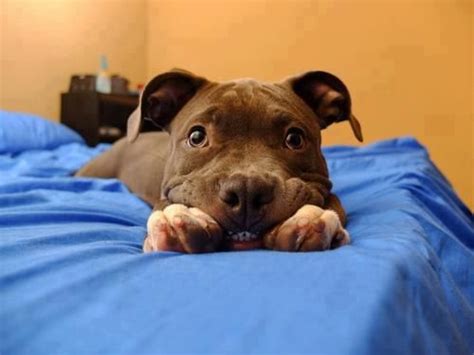 Dieser pinnwand folgen 149 nutzer auf pinterest. Smiley face! | Süßeste haustiere, Ich liebe hunde, Süße tiere