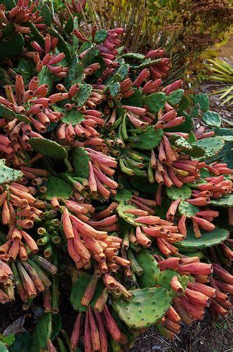 How to grow prickly pear cactus opuntia from cuttings. Pin by Lydia Almendarez on Sedums,Succulents & Cactus ...