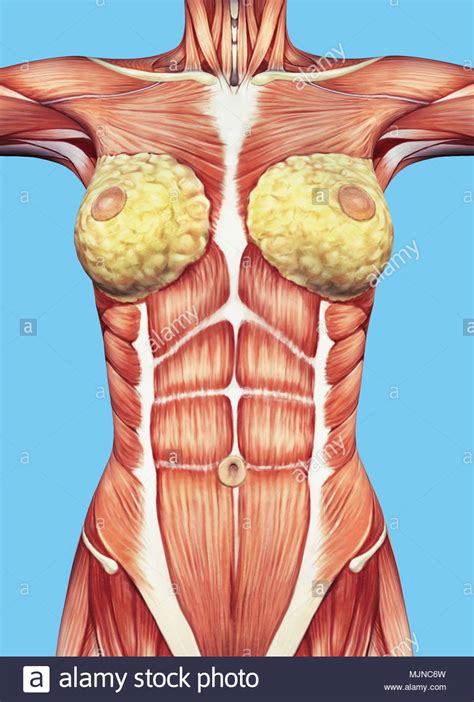 Muscles in chest area human chest muscles pectoral muscles area. Chest Muscle Anatomy Diagram : Easy Notes On The Pectoral ...