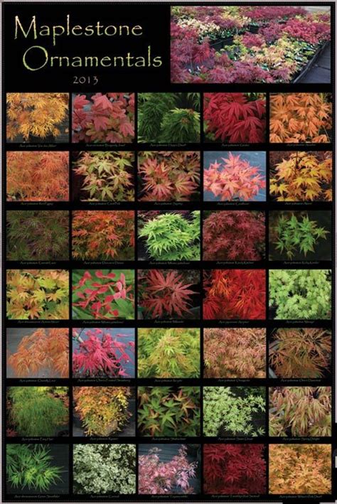 Plant database entry for japanese maple (acer palmatum 'fairy hair') with 4 images and 12 data details. Japanese Maple Poster - Posters › All Posters | Maplestone ...