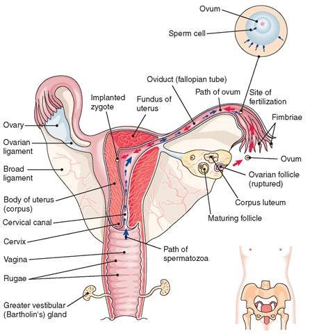 Reproductive physical maturity and the capacity for human reproduction begin during puberty, a understanding female reproductive anatomy includes the study of the external and internal. 1 The female reproductive system (interior view ...