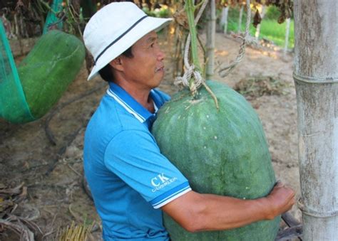 A vine of the species benincasa hispida cultivated throughout asia. Binh Dinh village"s giant winter melons