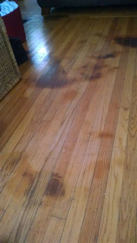 How to get rid of dog urine stain and smell? How to get dog pee stains out of hardwood floors. | Hometalk