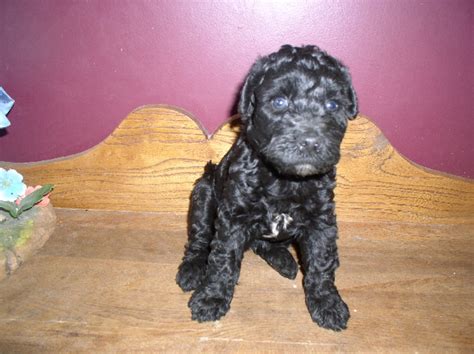 Black russian terrier x american bulldog puppies very cuddly friendly puppies. Puppies for sale - Kerry Blue Terrier, Kerry Blue Terriers ...