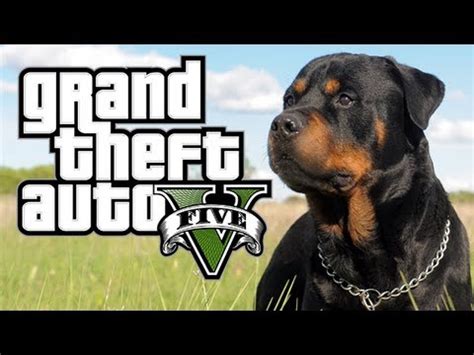 Tons of awesome grand theft auto v wallpapers to download for free. GTA V NEWS: PROTAGONISTS, CHOP, NPC'S & MORE! - YouTube