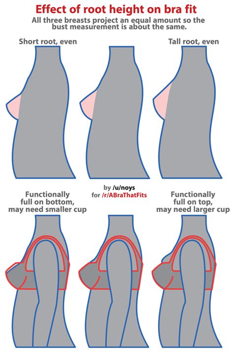 Bra sister sizes are bras that have different numbers but do have the same cup volume. Bra Fitting Graphics - What Bra Sizes Look Like | Custom ...