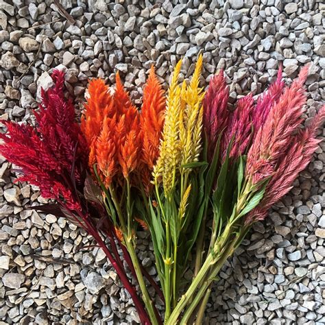 We sell indoor plants wholesale and retail. Sunday Celosia in 2020 | Summer flowers, Plants, Flowers