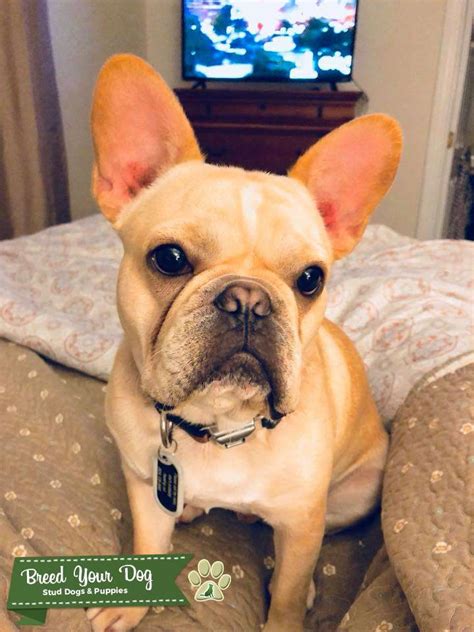 The french bulldog is a sturdy, compact, stocky little dog, with a large square head that has a rounded forehead. Stud Dog - AKC French Bulldog Stud - Breed Your Dog