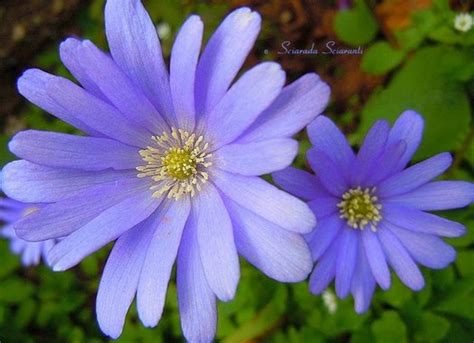 Regala con questo fiore un vero raggio di sole. Anima Mundi: Fiori di campo