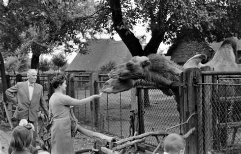Budapesti állatkert | zoo budapest in budapest, budapest. 12 régi fotó a 150 éves budapesti állatkert életéből - Mai ...