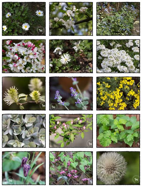 Denn in diesem monat wird fleißig hülsenfrüchte wie kichererbsen haben, wie alle leguminosen, im garten ihren besonderen wert. Garten im April II - HEUTE MACHT DER HIMMEL BLAU