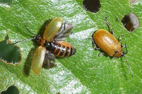 Insektenbox: Braungelber Weidenblattkäfer (Bild 1)
