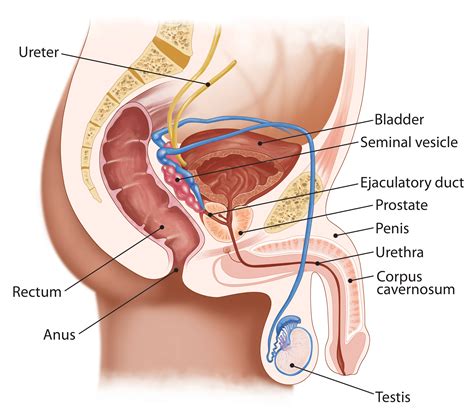 The treatment of prostate cancer is complicated. Prostate Cancer - Prostate Conditions