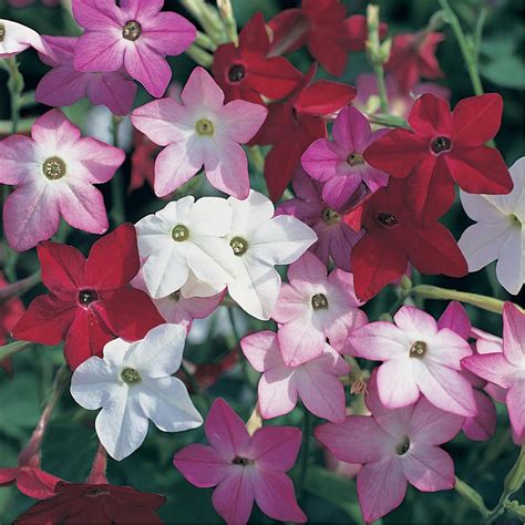 Full sun or partial shade. Nicotianas are fragrant. Nicotiana 'Perfume Mixed' in ...